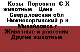 Козы, Поросята  С/Х животные › Цена ­ 3 000 - Свердловская обл., Нижнесергинский р-н, Михайловск г. Животные и растения » Другие животные   
